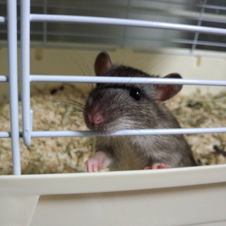 交渉中のため一時募集中止