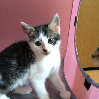 ★近畿★生後2ヶ月くらい　キジ白♂