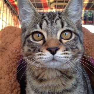 コロコロのジョージ君☆