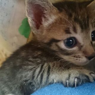 甘えん坊なナルトくん