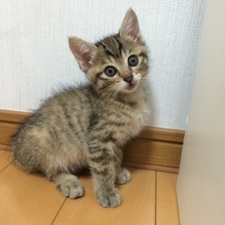 ★近畿★生後2ヶ月くらい　キジ♀