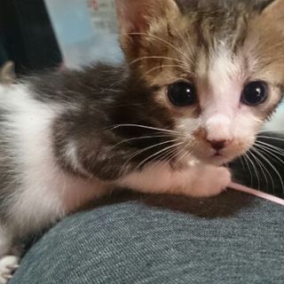 マイペースなメンマくん