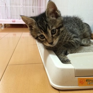 ★近畿★生後2ヶ月くらい　キジ♂