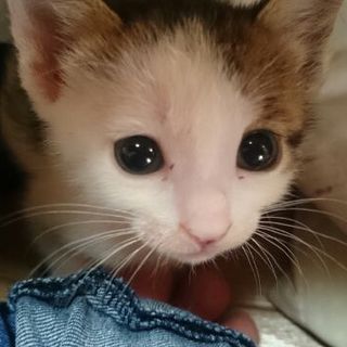 おてんばなアシメちゃん