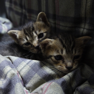 生後3週間位の可愛いキジ柄兄弟