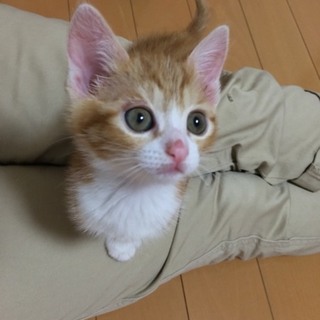 ★近畿★生後2ヶ月くらい　茶白♀