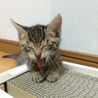 ★近畿★生後2ヶ月くらい　キジ♂