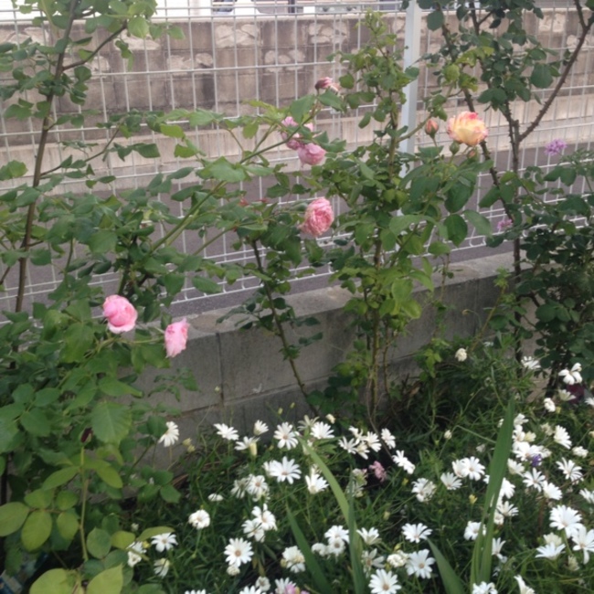 まゆけんようこのカバー写真