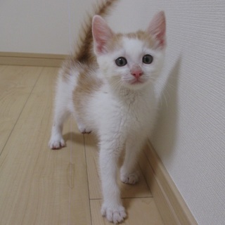 茶3兄弟！茶白の男の子