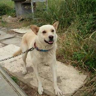 飼育放棄された犬の里親になってください。