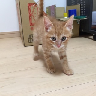 茶3兄弟！茶トラの男の子