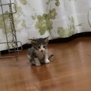 お空へ『アル』活発な女の子？