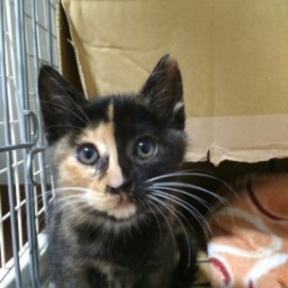 『ピエ』模様が素敵＋白が一部（足先と首）