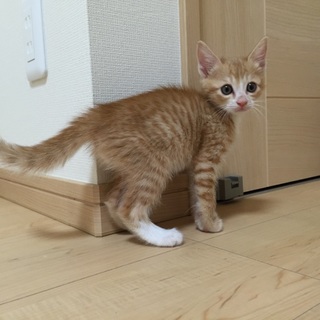 茶3兄弟！茶トラの男の子