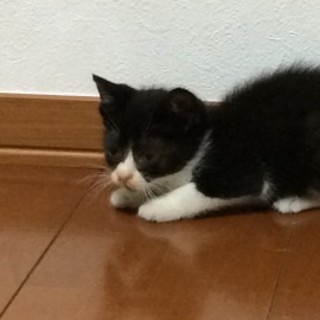 お空へ『クィ』黒白模様。黒が多く、尻尾の先が白。