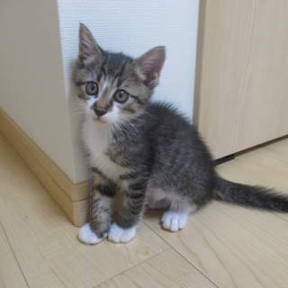 美形！キジ白の男の子