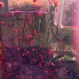 また、増えてきましたので欲しい方募集します