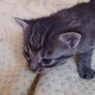 両親はごみ捨て場出身