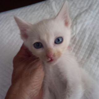 白い仔ねこ　男の子