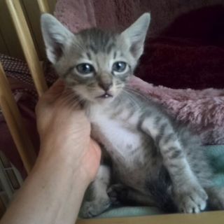 去勢済みアメショ風　男の子　アメオ