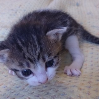 両親はごみ捨て場出身