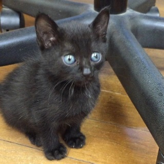 元気いっぱい真っ黒な子猫！