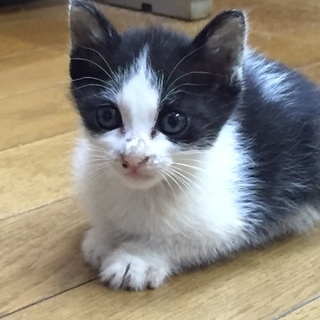 牛模様の白黒子猫！