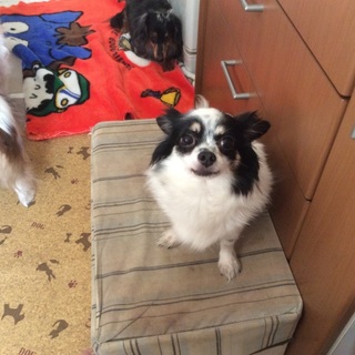 譲渡会にてお申し込みを受付ます