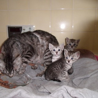 子猫の里親さんになってもらえませんか