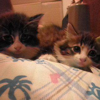 ありがとうございます！