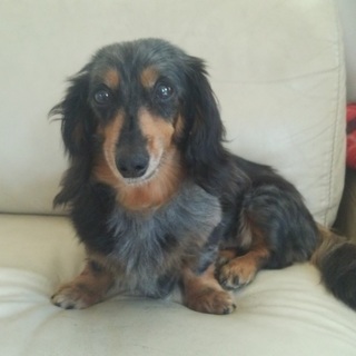 譲渡会にてお申し込み受付ます