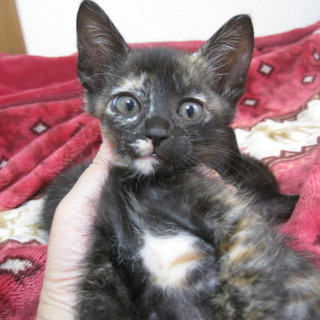 不思議な色柄個性的！