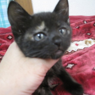 人好きでれでれ子猫