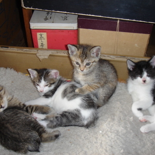 かわいい子猫里親募集中