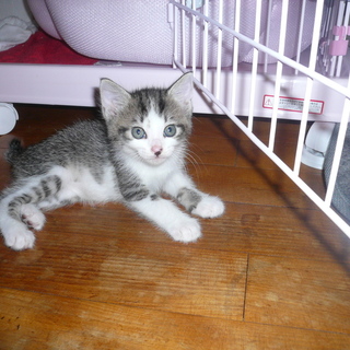 里親を募集します