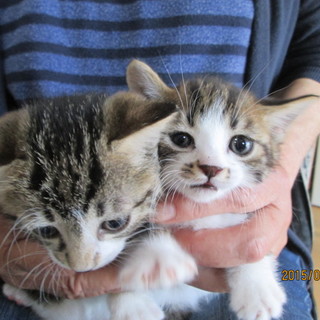 只今交渉中なので募集終了します