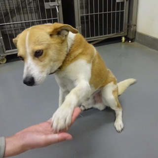 人なつこいはっとりくん、里親さま募集中！