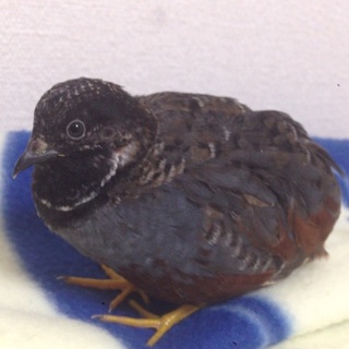 《生後2ヶ月》姫うずらの里親になって下さい