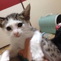 キジ白♂子猫1匹残りました