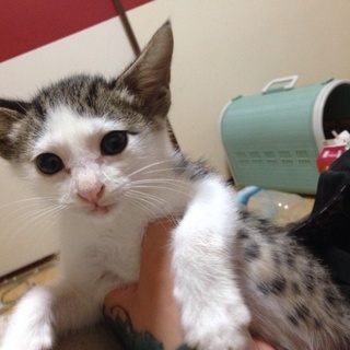 キジ白♂子猫1匹残りました