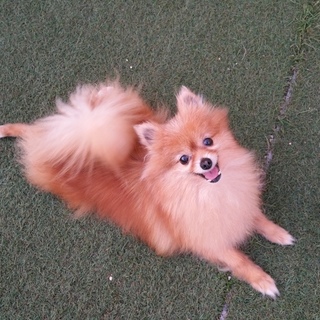小さなポメラニアンの女の子