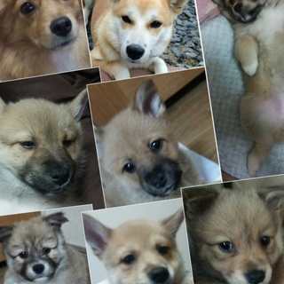 約３ヶ月の子犬の新しいパパママになって下さい