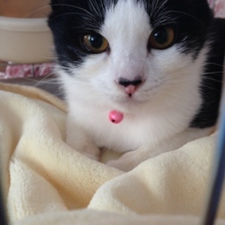 美白猫もちこちゃん☆