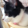 美白猫もちこちゃん☆ サムネイル4