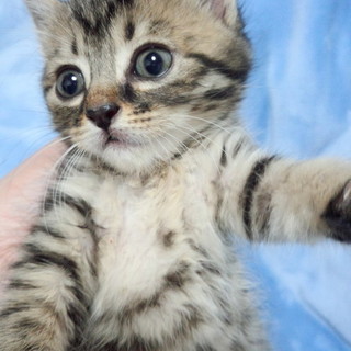 頭が良く、おっとりなキジトラの美人さん♪