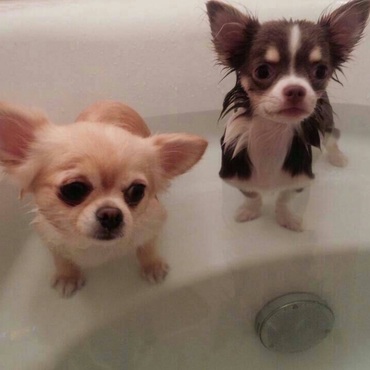 2匹揃っていい湯だなぁ〜！