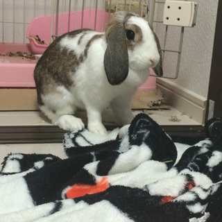 ロップイヤー ２歳