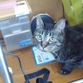 気の良い甘えん坊のクロードくん