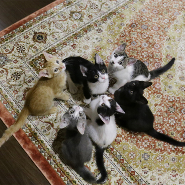 ねこの会・津久井のカバー写真