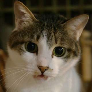 H26-47　推定7歳くらいの白キジちゃん♀